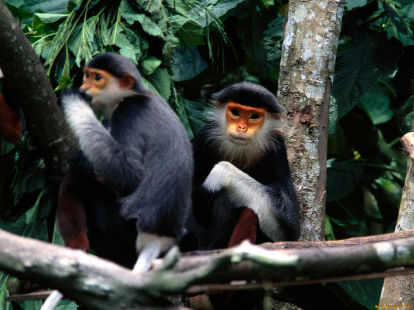 getting, the, gossip, red, shanked, douc, langur, monkey, , 